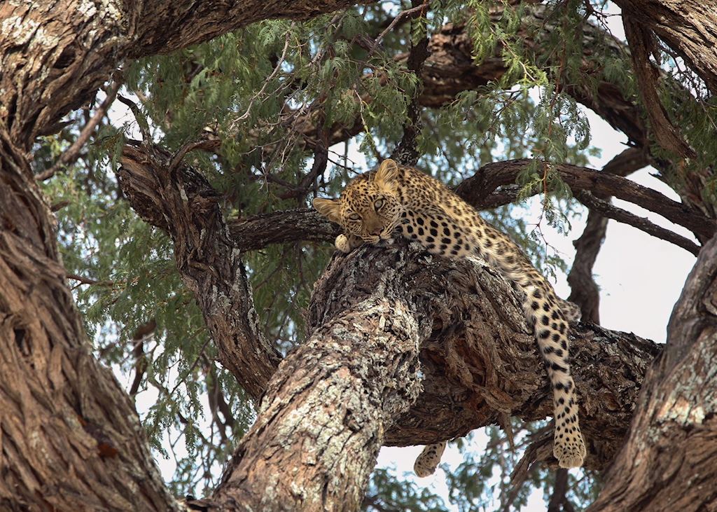 A leopard cools off in the shade
