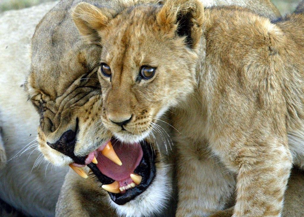 Lion cub & mother