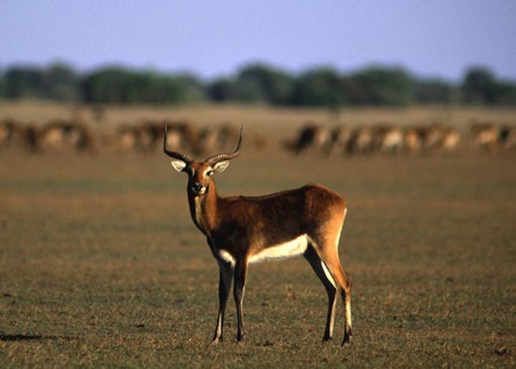 Visit Bangweulu Wetlands In Zambia Audley Travel