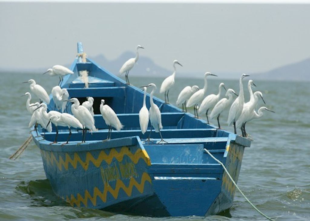 Egrets on Lake Victoria