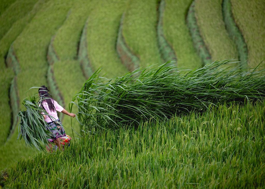 Mu Cang Chai rice fields