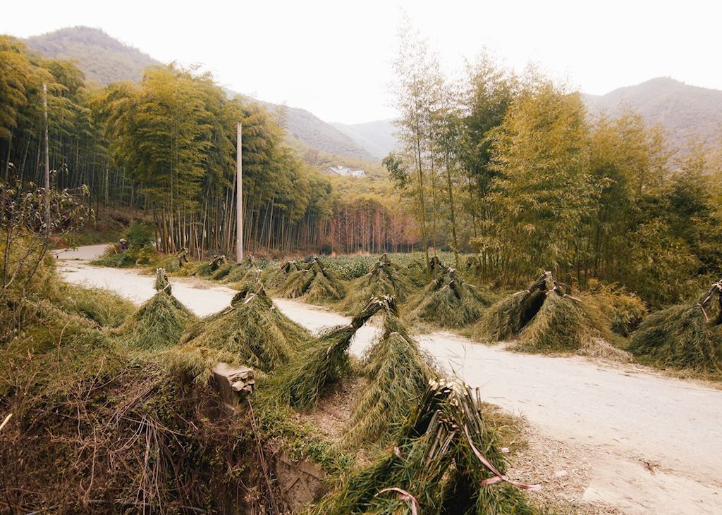 Bamboo harvesting, Moganshan, China