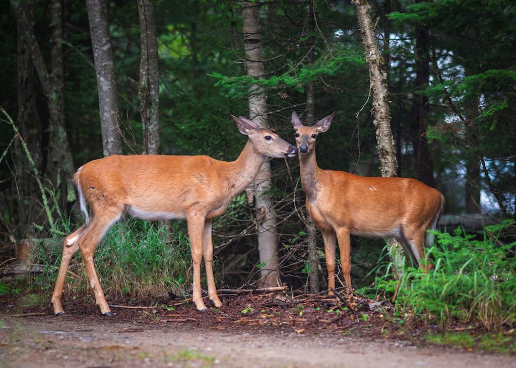 White-tailed deer