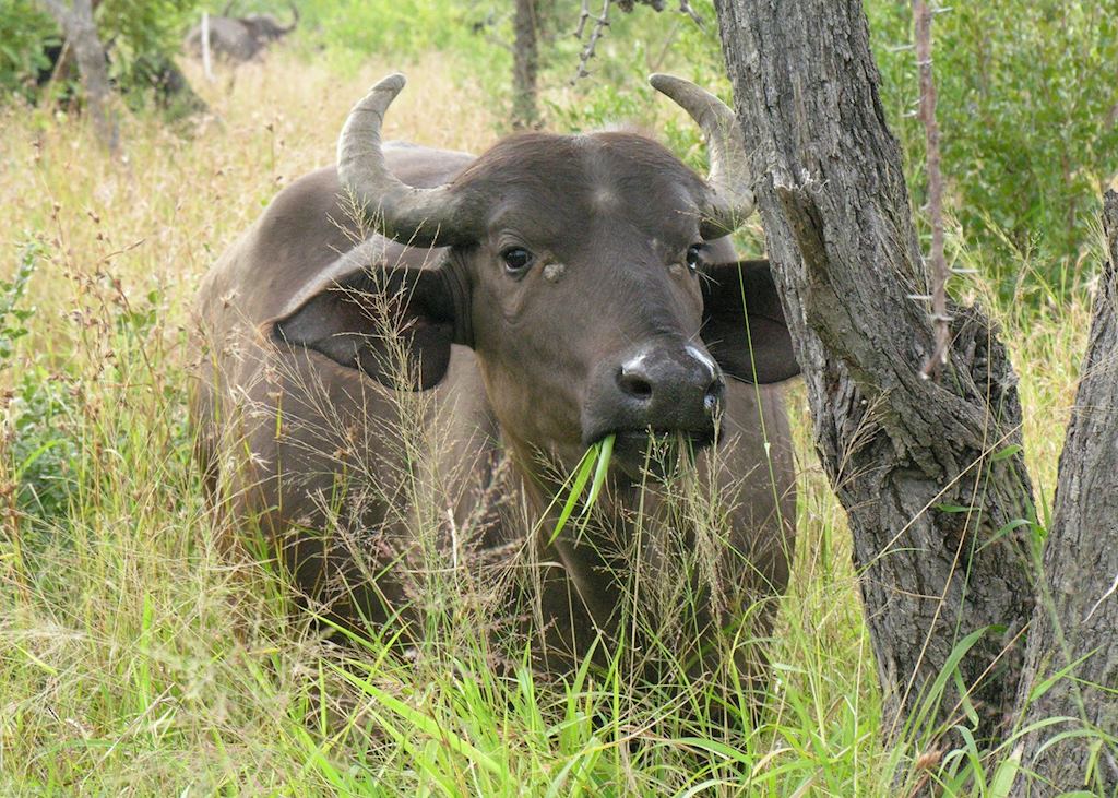 Young buffalo