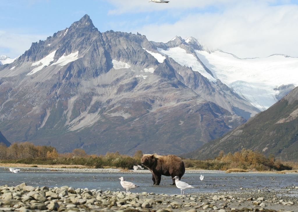Grizzly Bear in Katmai National Park