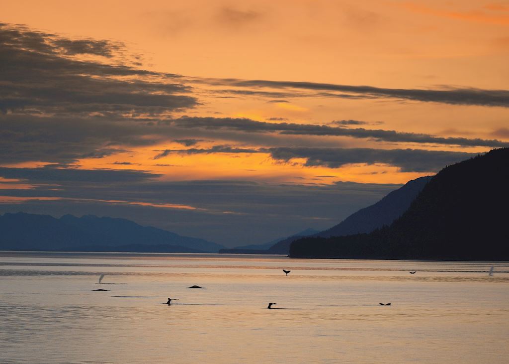 Whales at sunset