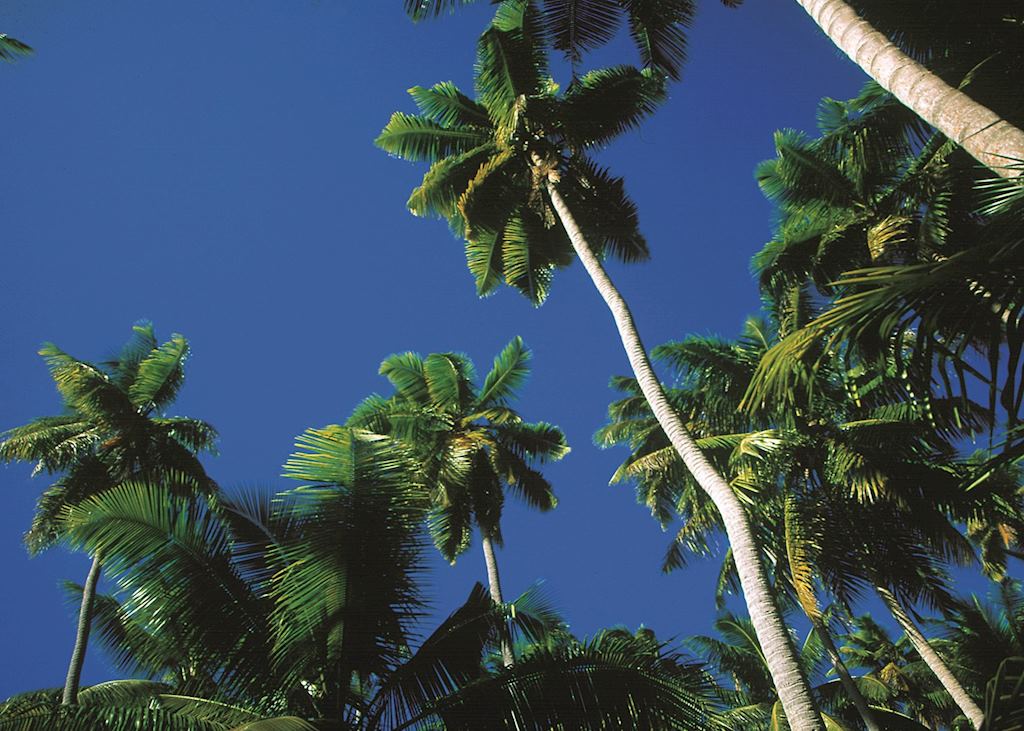 Coconut palms
