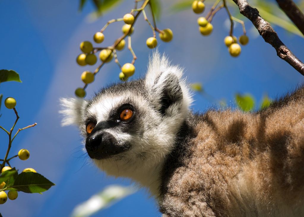 Ring tailed lemur, Madagascar