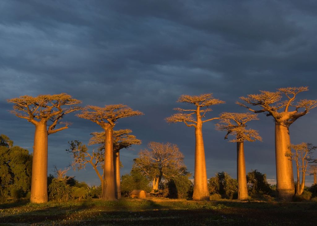 Avenue of the Baobabs, Morondava