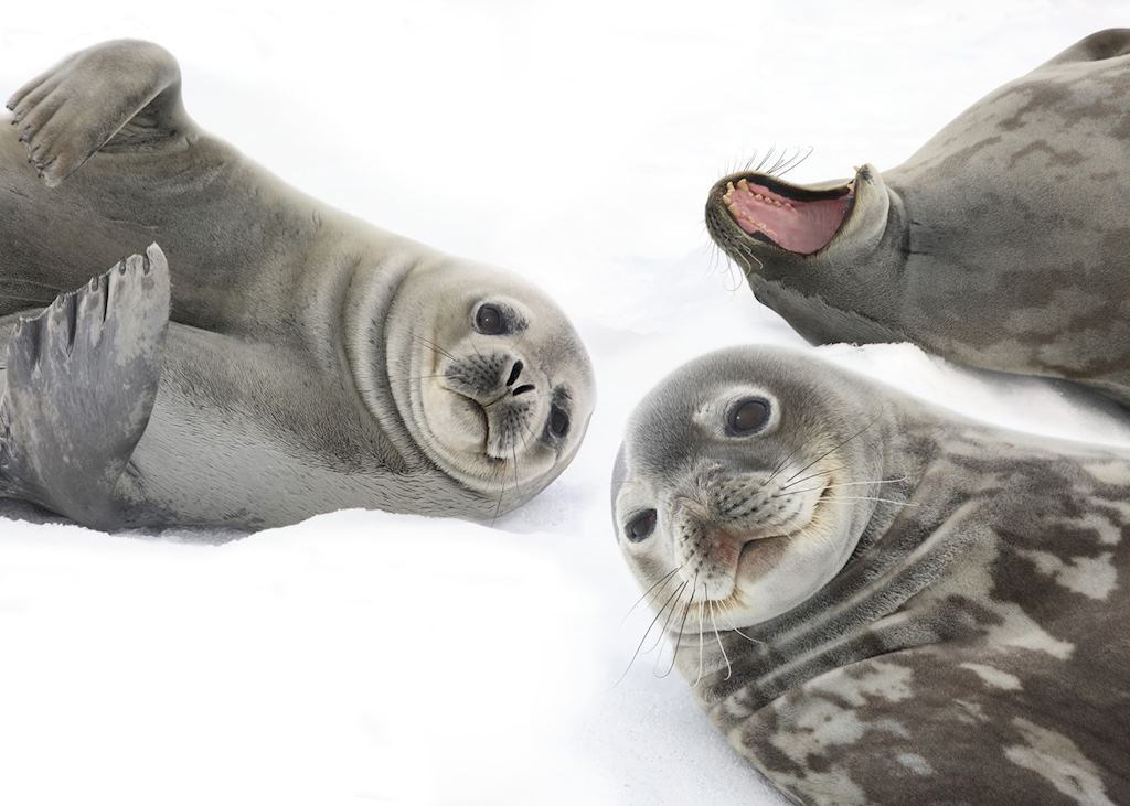 Weddell seals, Antarctica