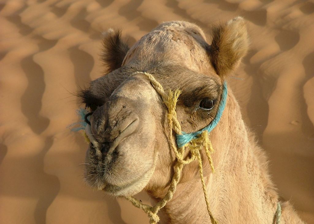 Camel at Ksar Ghilane, Tunisia