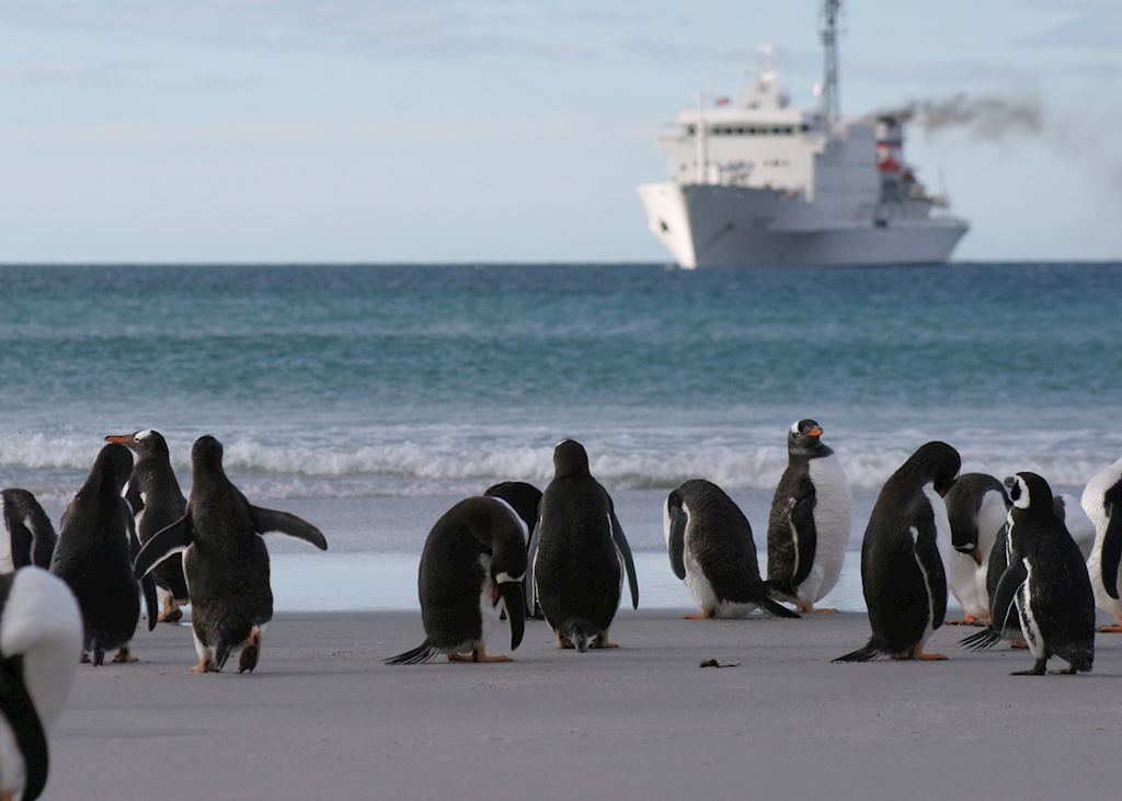Gentoo penguins, Saunders Island, The Falkland Islands