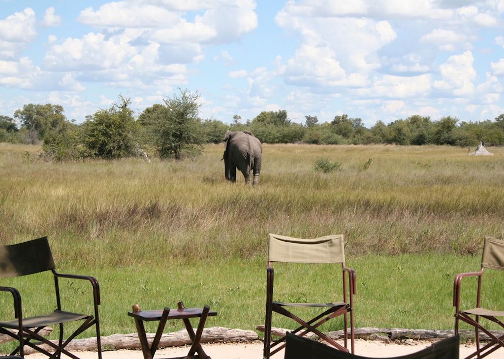Elephant at Motswiri Lodge, Ghanzi & The Kanana Wilderness