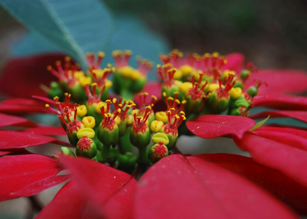 Flower, The Spice Gardens, Thekkady