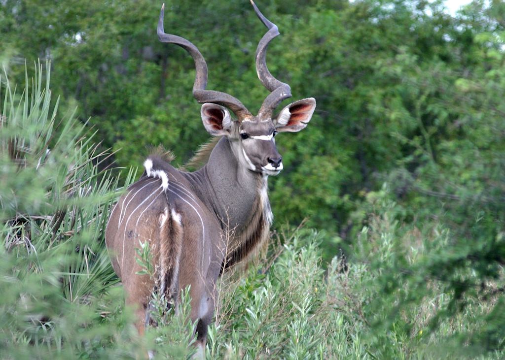 Greater kudu, Ol Lentille Conservancy, Kenya