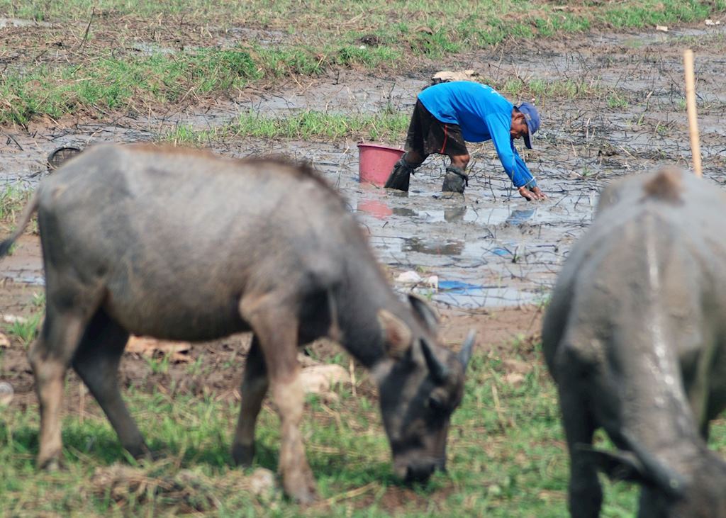 Fishing by hand in muddy paddies is a familiar site in Isaan