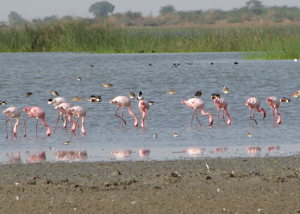 Flamingos in the Little Rann of Kutch