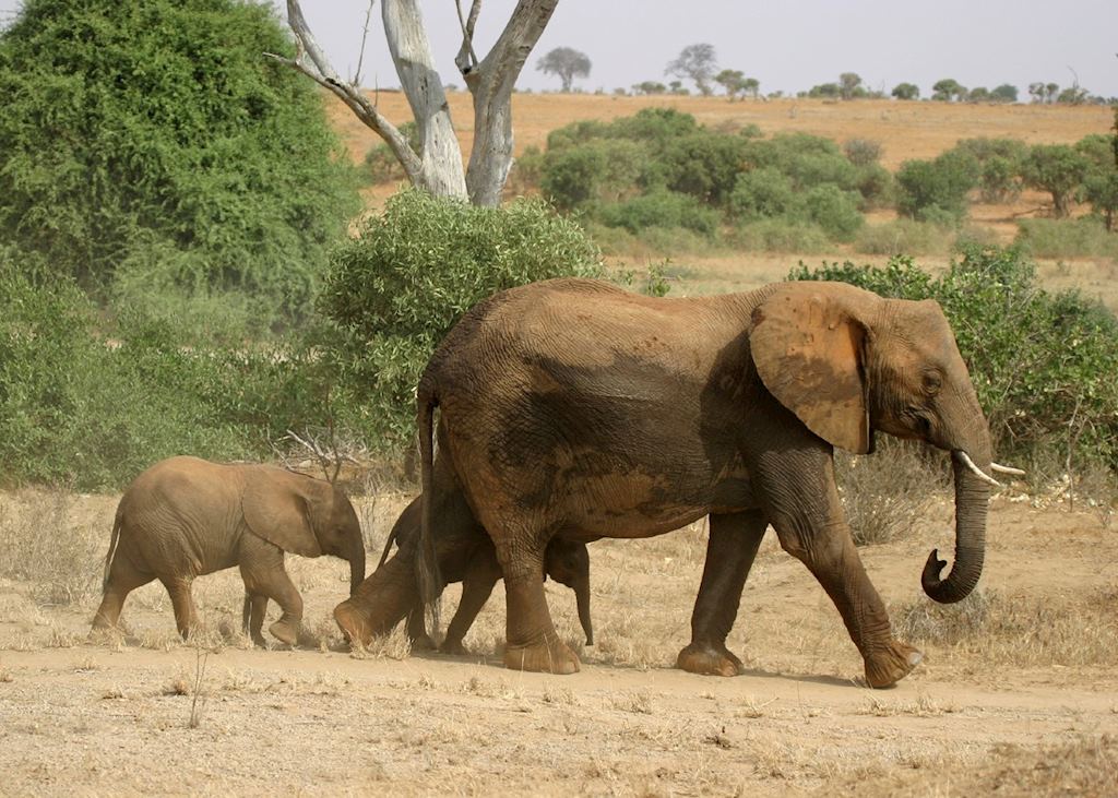 Elephant in Tsavo National Park