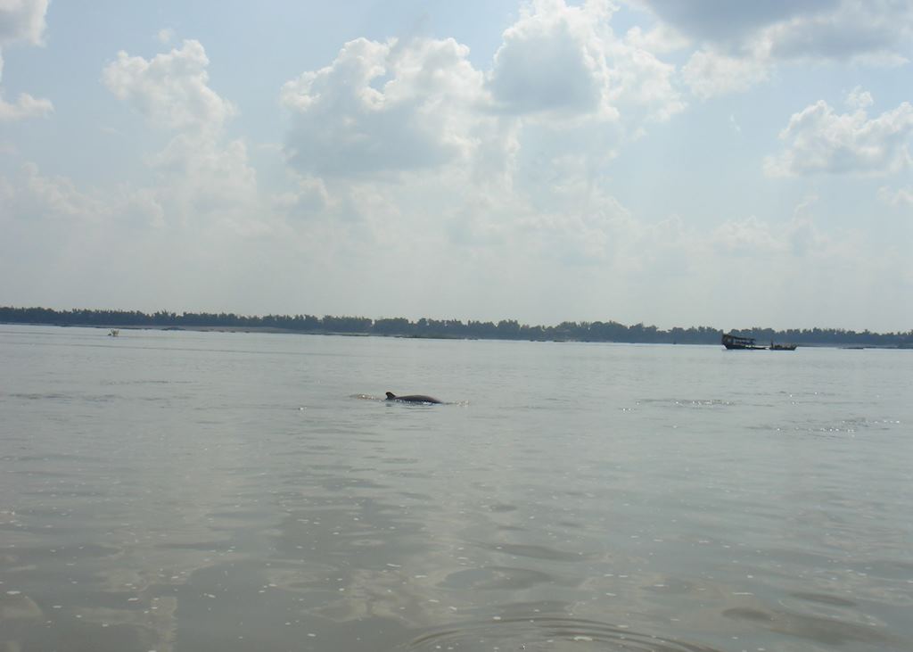 Irawaddy dolphin, Kratie