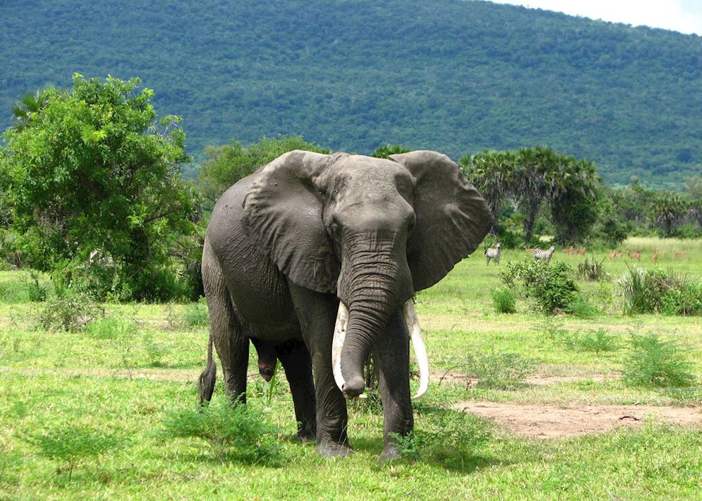 Elephant seen on a game drive from Beho Beho in the Selous Game Reserve