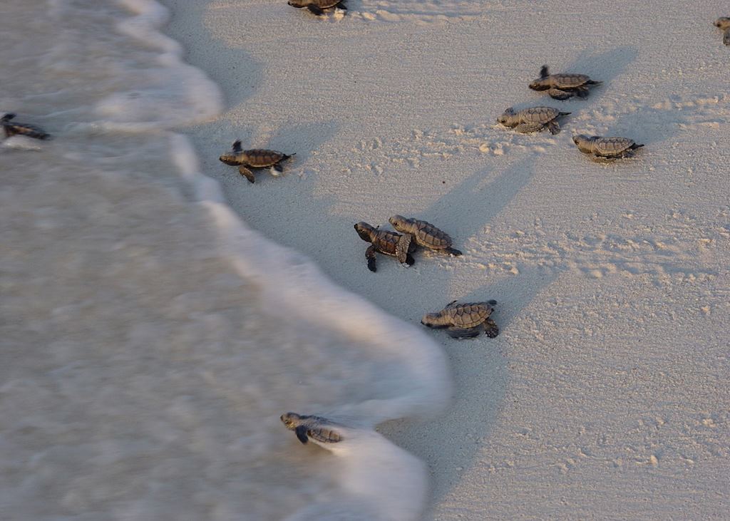 Hawskbill turtles hatching on Bird Island