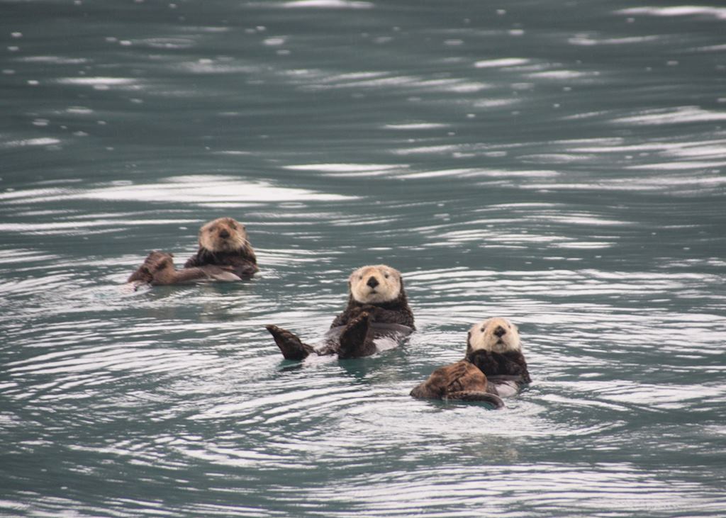 Sea otters, Prince William Sound
