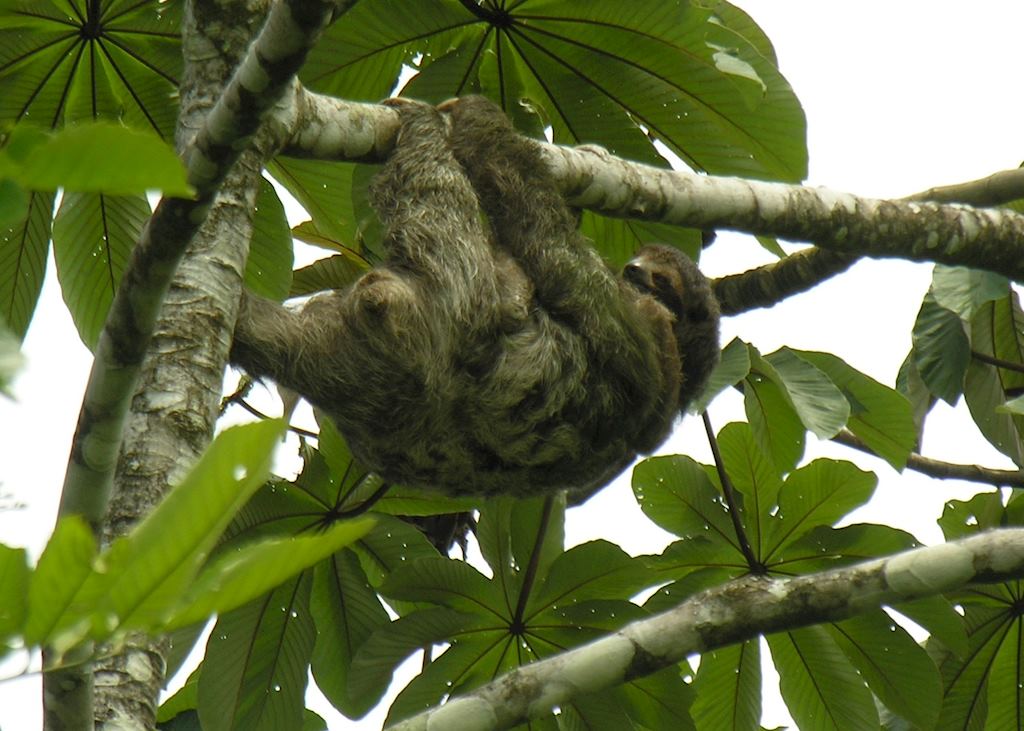 Three toed sloth near Arenal, Costa Rica