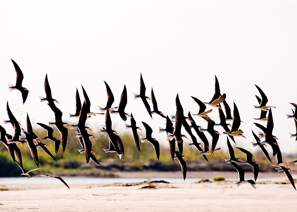 African skimmers flying over the Zambezi River