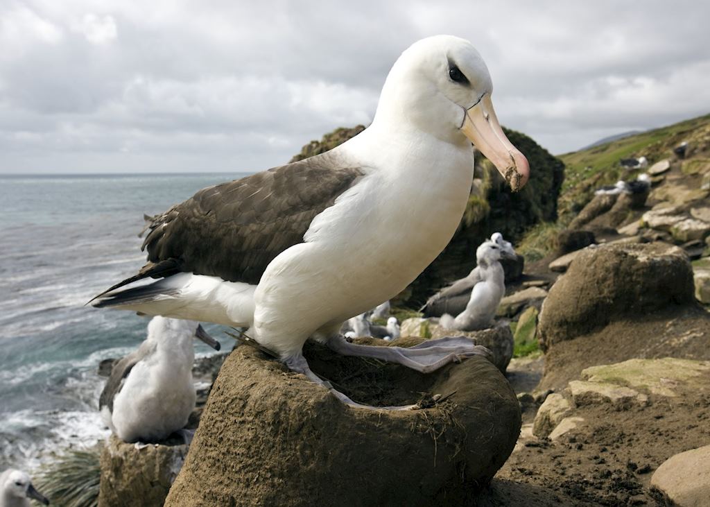 Black browed albatross, the Falkland Islands