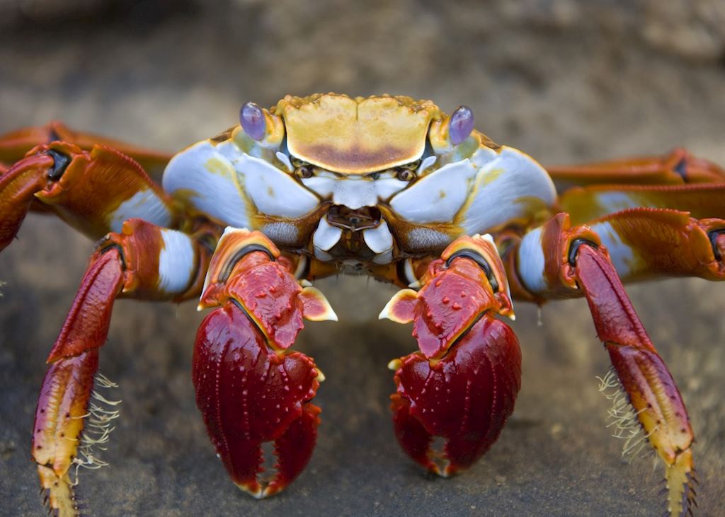 Sally Lightfoot crab, Galapagos Islands