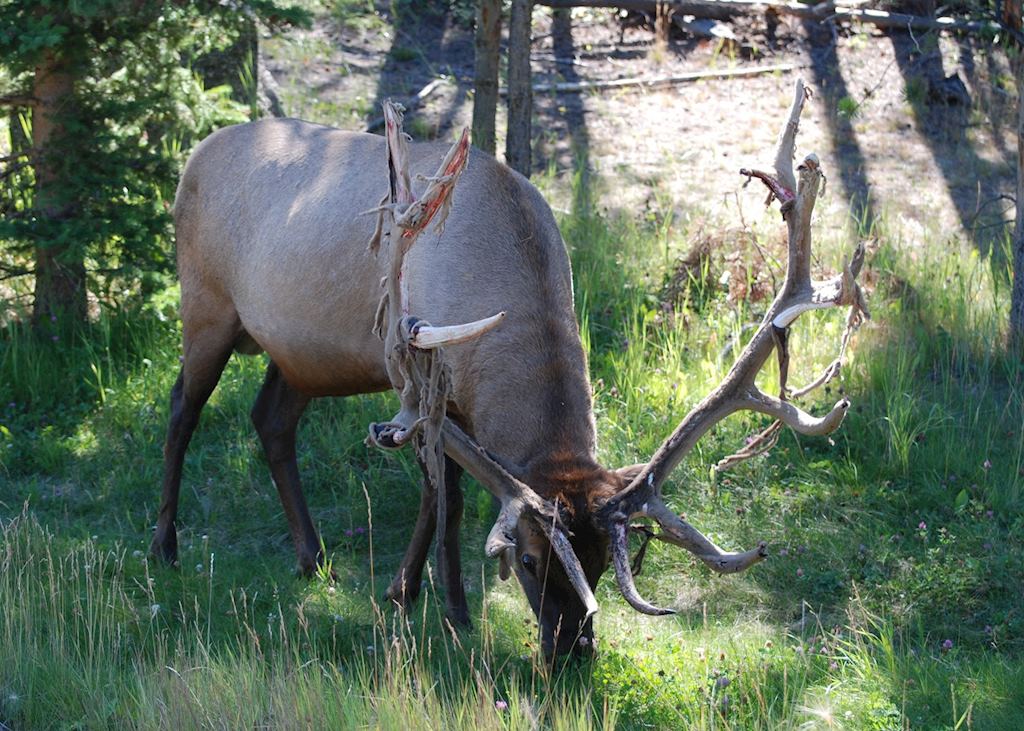 Elk, in Jasper