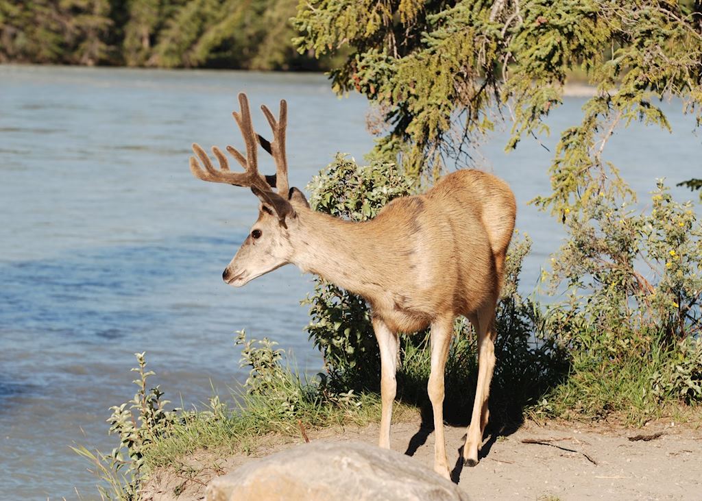 White tailed deer buck