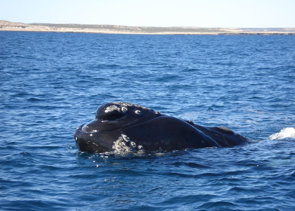 Southern Right Whale, Peninsula Valdes, Argentina