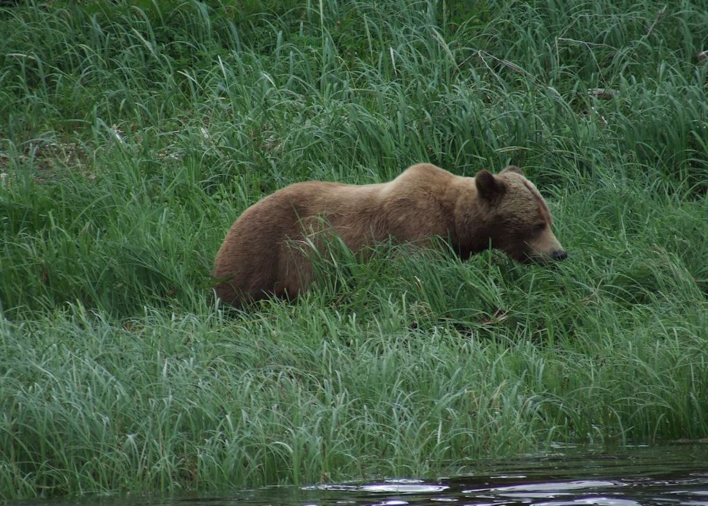 Grizzly Bear at Knight Inlet Lodge