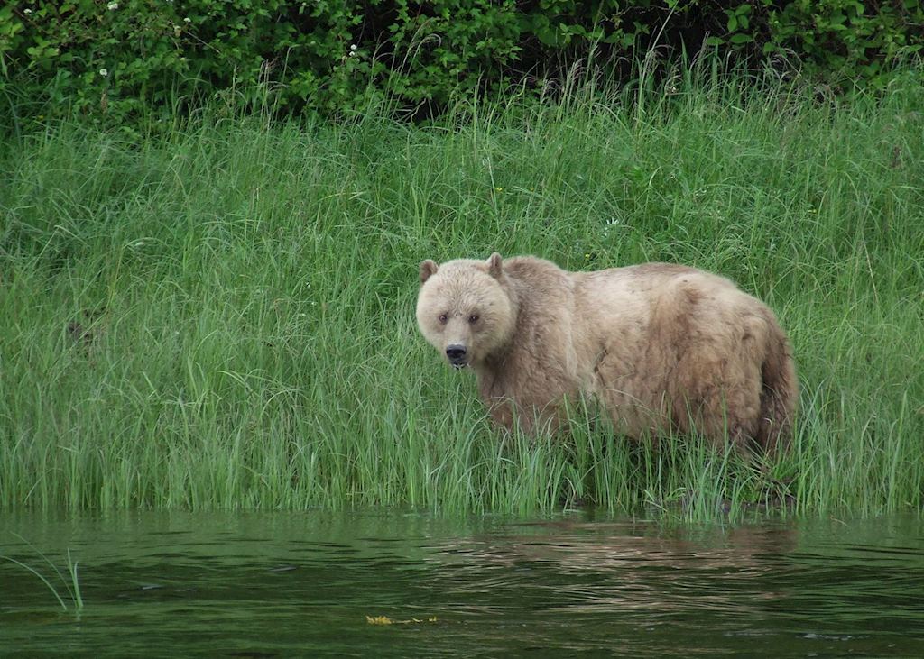 Grizzly Bear at Knight Inlet Lodge