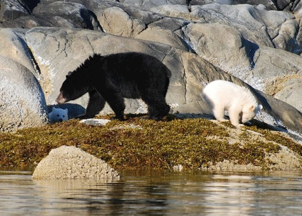 Spirit bears with their black bear mother on Princess Royal Island