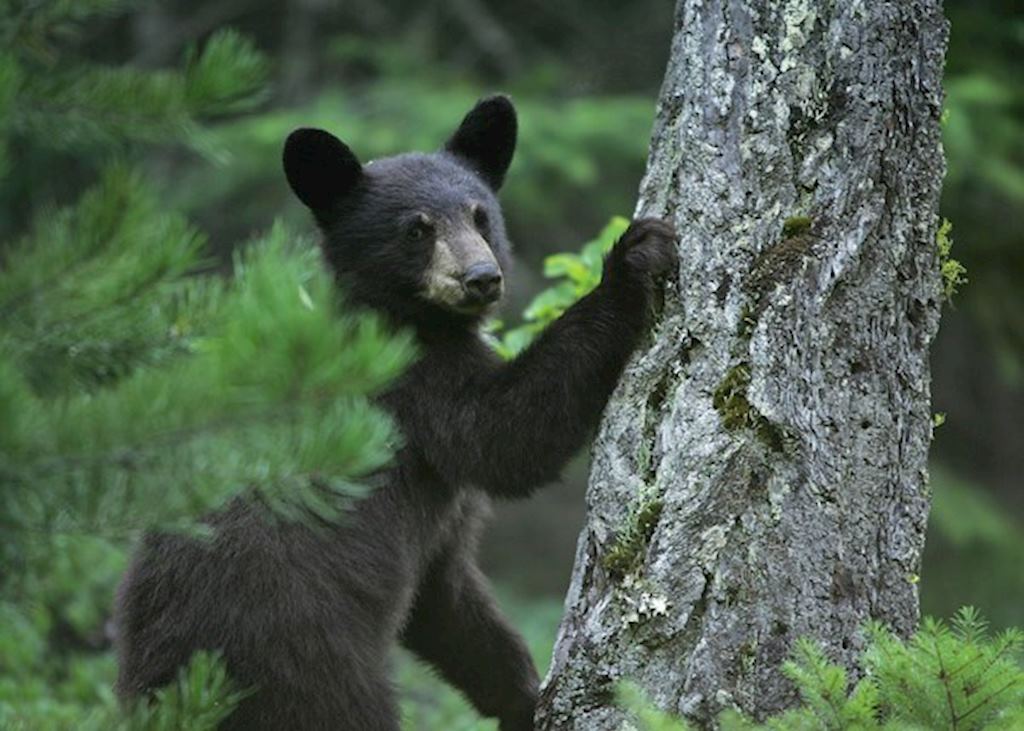 Black Bear