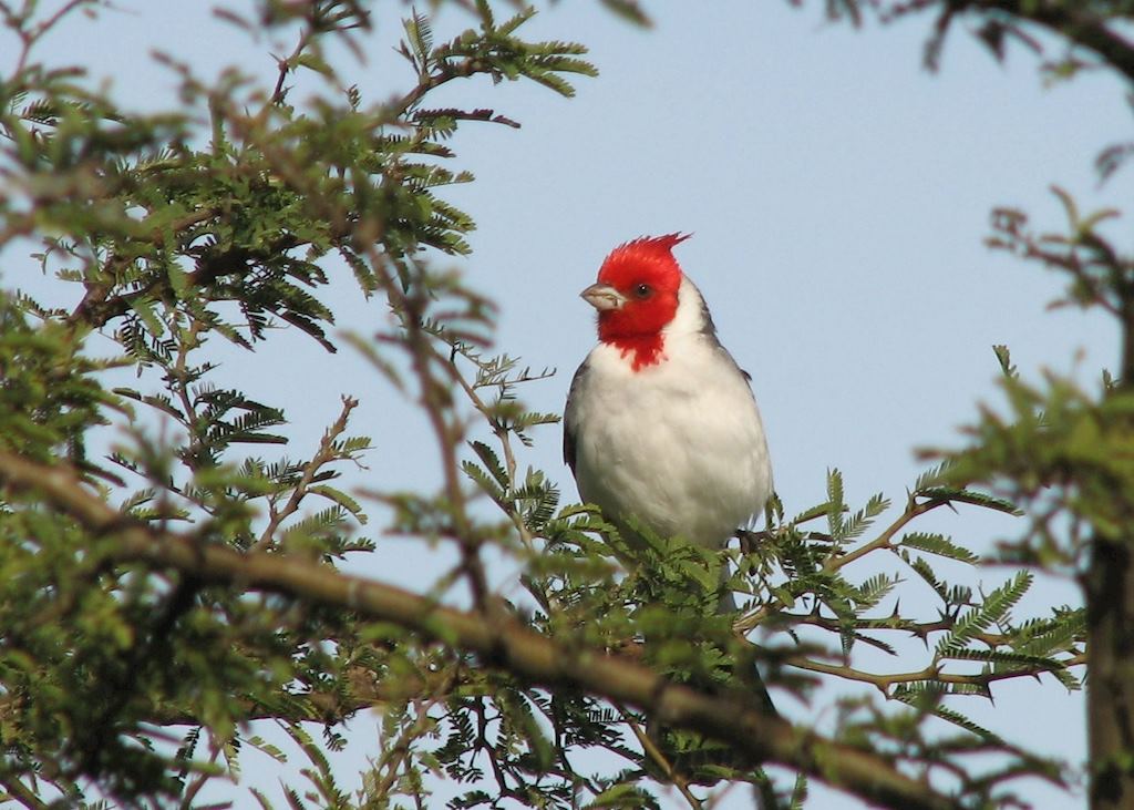 Ibera Wetlands, Argentina