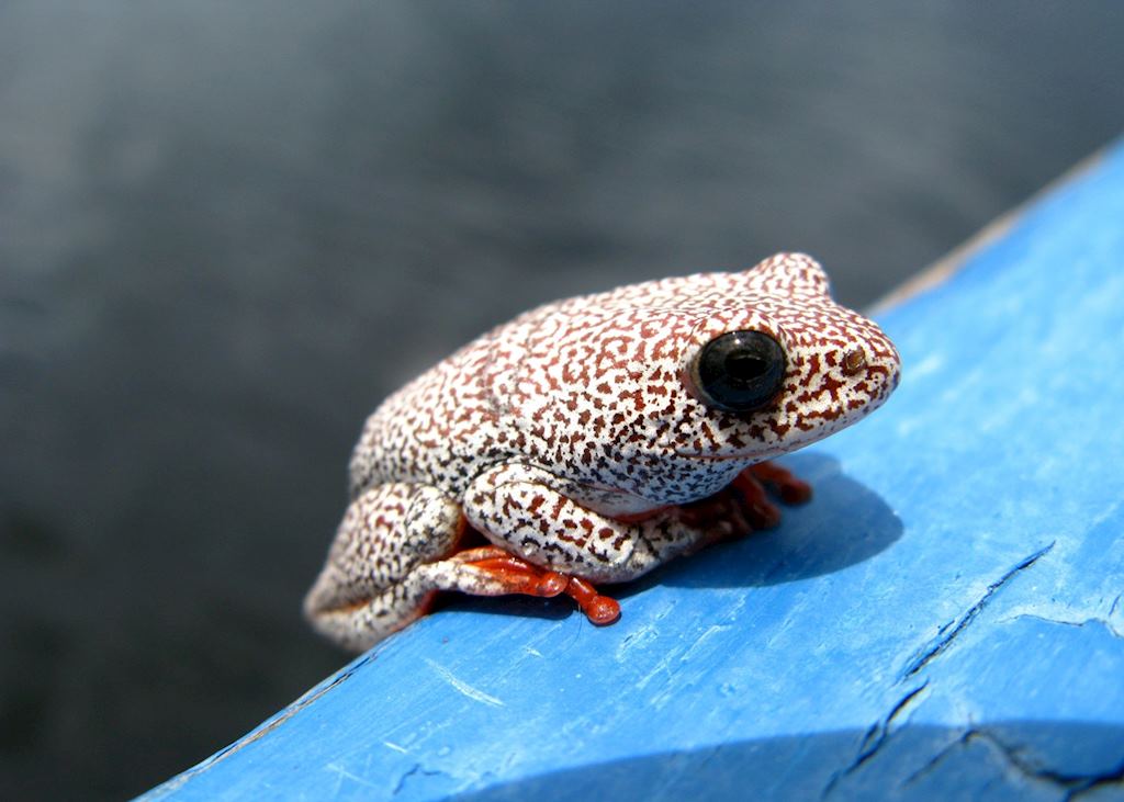 Sepupa, Botswana