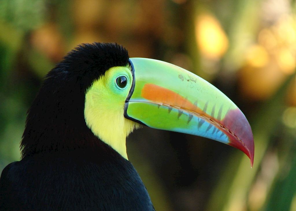 Keel-billed Toucan, Soberania National Park
