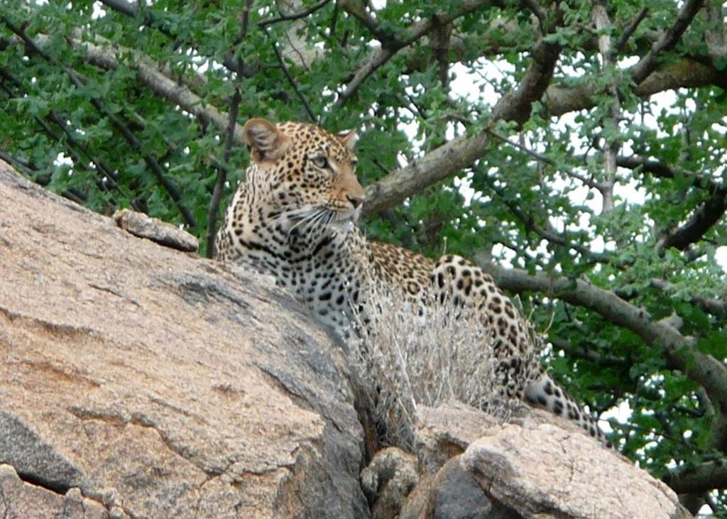 Leopard in the Shaba Reserve, Kenya