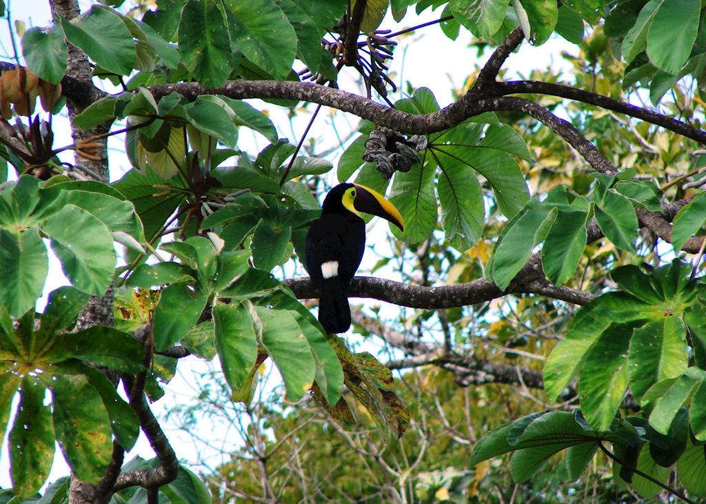 Chestnut-mandibled toucan, Osa Peninsula