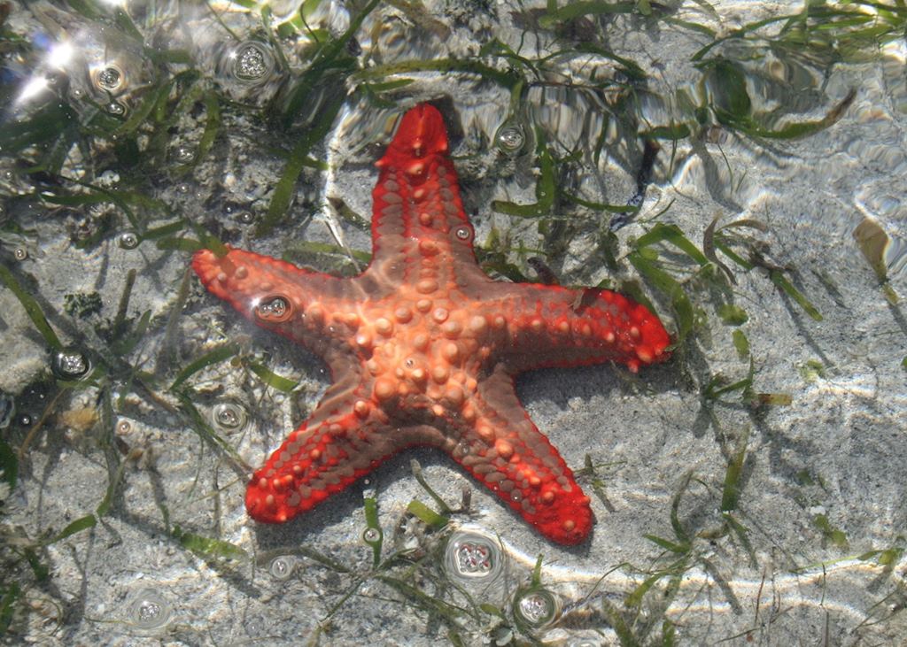 Starfish on Ibo Sandspit