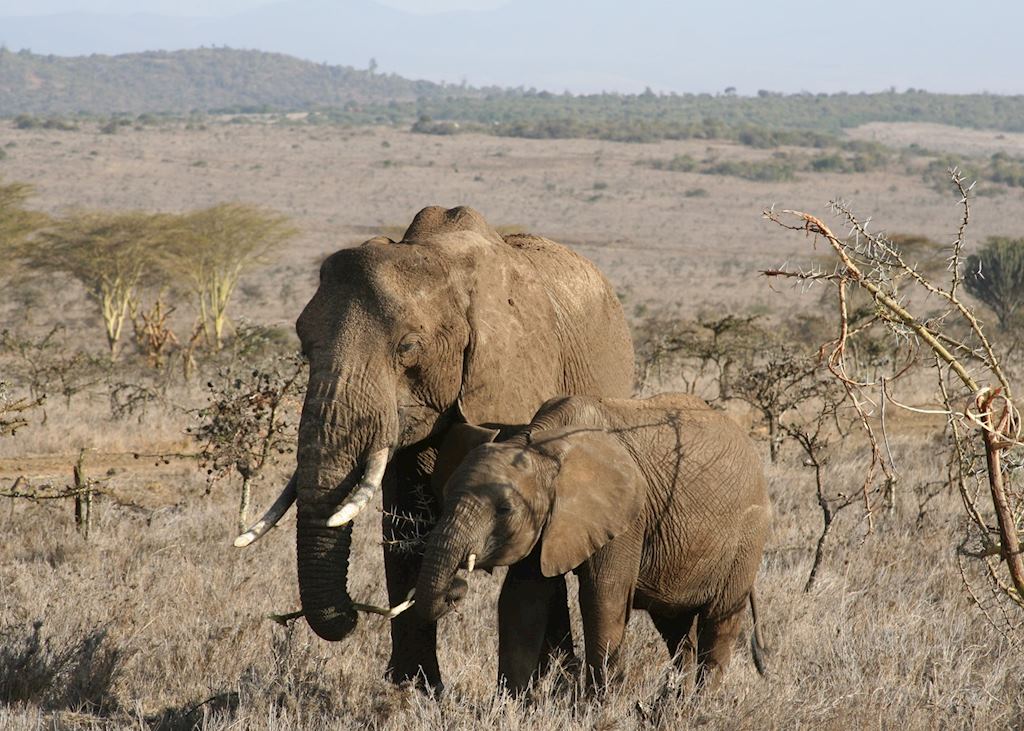 Elephant on the Borana Conservancy