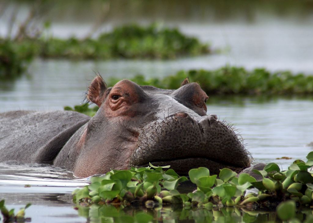 Hippo in Lake Naivasha
