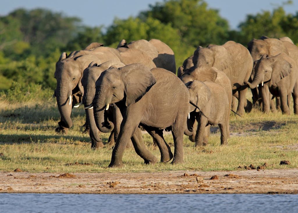 Breeding herd of elephant