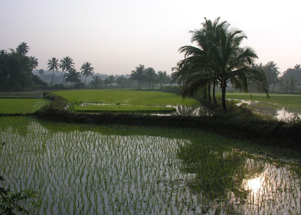 Paddy fields, Palakkad, India