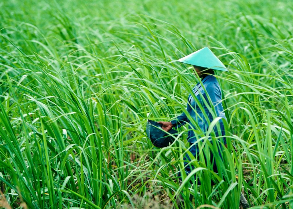 Fertilising the rice field, Vietnam