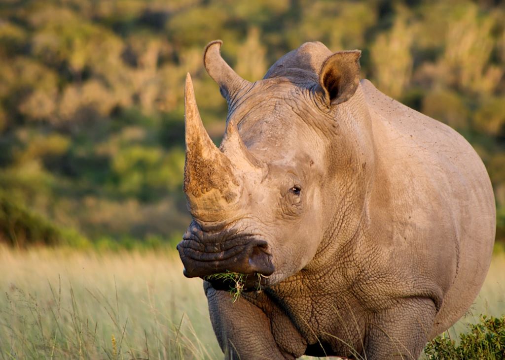 White rhino, Eastern Cape