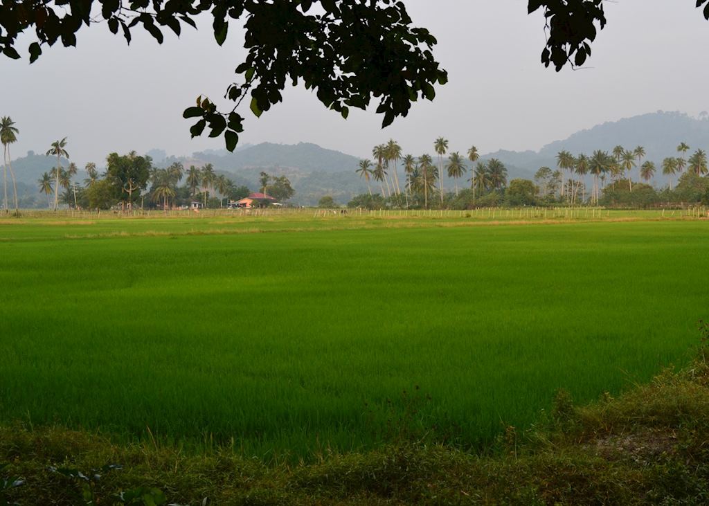 Paddy fields on Langkawi